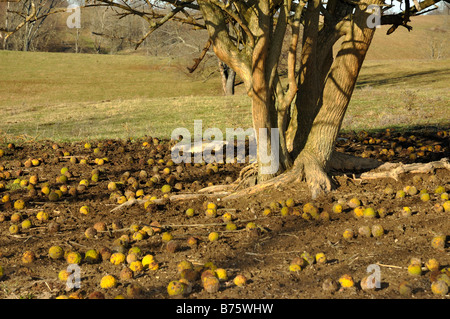 Una femmina di Osage Orange o Hedge melo in Kentucky con il suo frutto sulla terra sotto Foto Stock