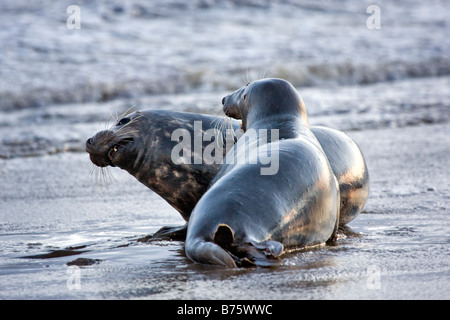 Le foche grigie Halichoerus Gryphus combattimenti sul territorio Foto Stock