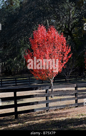 Albero autunno colori nella campagna a nord Florida Foto Stock