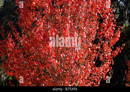 Albero autunno colori nella campagna a nord Florida Foto Stock