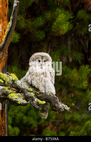Grande Grigio Allocco (Strix nebulosa) appollaiato su un ramo Foto Stock
