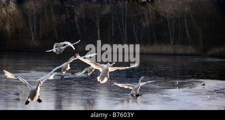 Stormo di cigni in arrivo a terra su un lago ghiacciato a Fairburn Ings,Yorkshire, Regno Unito Foto Stock