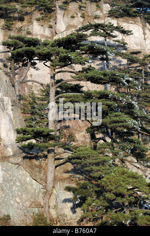 Huangshan Pino (Pinus hwangshanensis), Huangshan, gialle di montagna, Anhui, Cina. Foto Stock