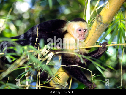 Bianco cappuccino scimmia di fronte al Parco Nazionale di Manuel Antonio, Costa Rica Foto Stock