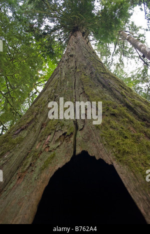 Gigantesco albero di cedro in cattedrale grove Vancouver Island Foto Stock