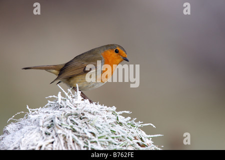 Robin Erithacus rubecula su frosty erba Potton Bedfordshire Foto Stock