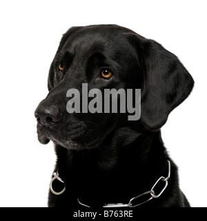 Close up di un nero Labrador davanti a uno sfondo bianco Foto Stock