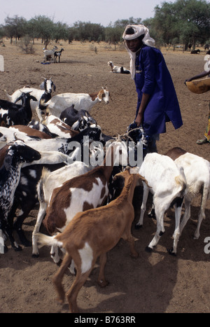 Akadaney, Niger, Africa occidentale. Fulani Boy il bestiame di irrigazione nel Sahel Semi-Arid, Centrale del Niger. Foto Stock