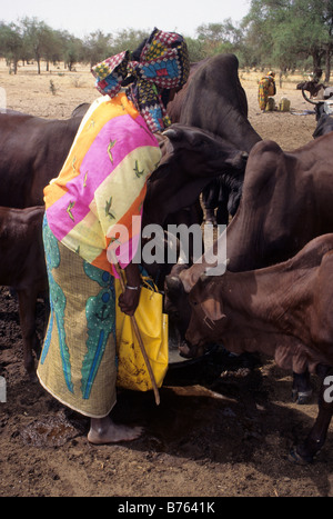 Akadaney, Niger, Africa occidentale. Fulani donna bestiame di irrigazione con acqua dal bene. Foto Stock