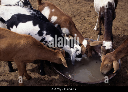 Akadaney, Niger, Africa occidentale. Fulani capre nel Sahel a bere acqua portato dal bene. Foto Stock