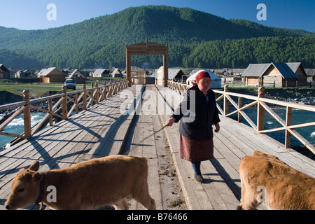 Una donna herder che portano i vitelli al pascolo in Hemu in Kanas national park nello Xinjiang in Cina. Foto Stock