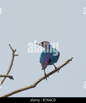 Maggiore blu lucida eared Starling Lamprotornis chalybaeus selvatica Foto Stock