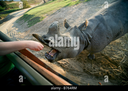 Rinoceronte indiano di mangiare al di fuori di un giardino zoologico frequentatori mano durante il Safari Tour Caravan Foto Stock