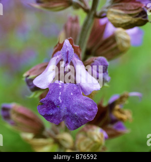 Comune di salvia salvia officinalis gartensalbei echte salbei kuechensalbei heilsalbei Foto Stock