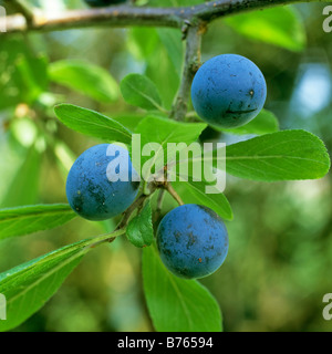 Schwarzdorn Schlehdorn Prunus spinosa Prugnolo Sloe Schlehendorn Schlehe Heckendorn Foto Stock