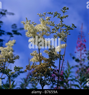 Maedesuess Filipendula ulmaria echtes maedesuess olmaria Foto Stock