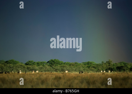 Wildebeests connochaetes taurinus burchells comune zebra pianure Etosha National Park in africa namibia Foto Stock