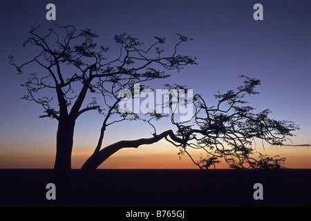 Mopane colophospermum nel riquadro struttura Cielo di tramonto etosha np namibia Africa post-incandescenza parco nazionale cielo serale di retroilluminazione ad albero Foto Stock