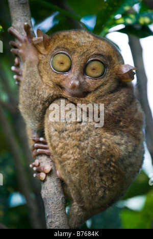 Il filippino Tarsier sul ramo di albero, Loboc, Bohol, Visayas, Filippine Foto Stock