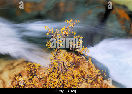 Whitewater river mountain torrent abisko canyon paesaggio abisko parco nazionale di norrbotten lapponia Svezia europa autunno Foto Stock