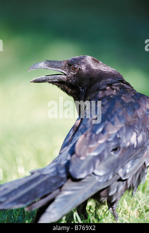 Comune di Corvo imperiale Corvus corax Europa settentrionale corvo raven grande tutto nero passerine bird Foto Stock