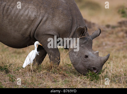 Bubulcus ibis ardea Ibis airone guardabuoi buff backed heron airone guardabuoi bovini comune Kenia Masai Mara national park np Foto Stock