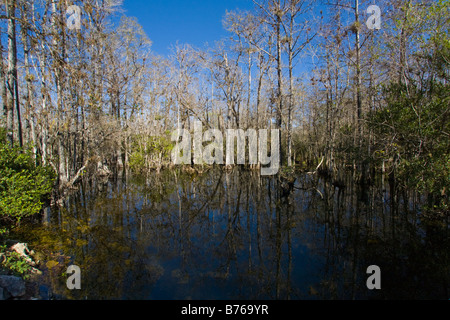 Cipresso palude lungo la strada ad anello in Big Cypress National Preserve in Florida Foto Stock