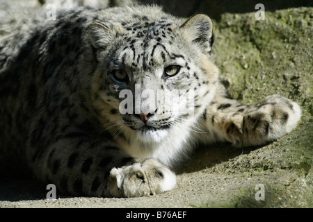 Snow Leopard uncia uncia oncia grande cat pantherinae potriat Foto Stock