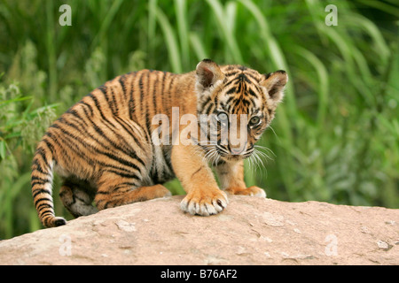 Sumatratiger Jungtier Sumatra Tiger Panthera tigris sumatrae tigre di Sumatra Foto Stock