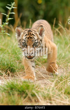 Panthera tigris sumatrae tigre di Sumatra predator pericolo big cat jungle cup poco giovani Foto Stock