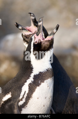 I pinguini Humboldt Foto Stock