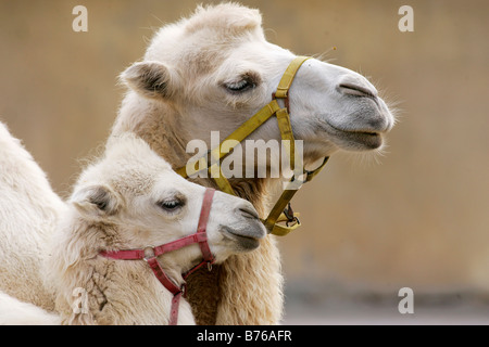 Due humped bactrian camel camelus ferus bactrianus grandi anche toed ungulato giovane cup il portrait dolce i legami familiari buffi divertente divertimento Foto Stock