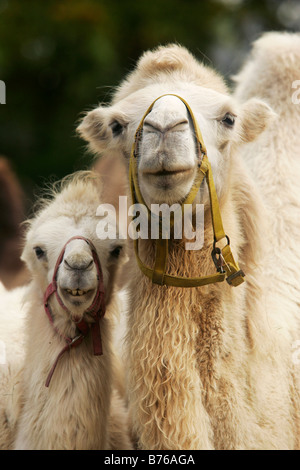 Bactrian camel camelus ferus bactrianus grandi anche toed ungulato giovane cup il portrait Foto Stock