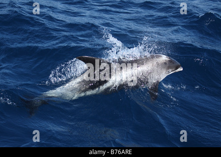 Dal becco bianco dolphin, Lagenorhynchus albirostris, nel Mare del Nord Foto Stock