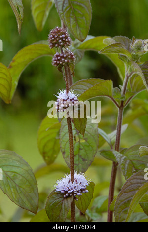 Acqua di menta, Mentha aquatica Foto Stock