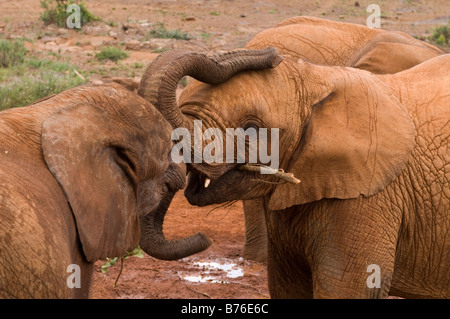 David Sheldrick Wildlife Trust l'Orfanotrofio degli Elefanti Nairobi Kenya Foto Stock