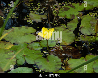 Orlata ninfee nymphoides peltata Foto Stock