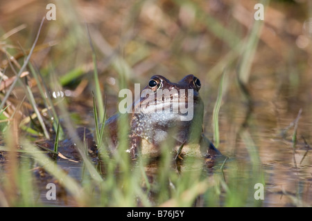 Rana comune, rana temporaria nascondendo in erba Foto Stock