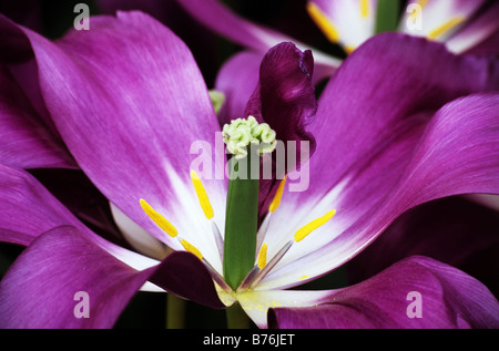 Leliebloemige Tulipa Sogno purpureo photograhed in giardini Keukenhof in Lisse Paesi Bassi Foto Stock