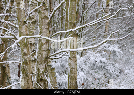 Di betulle e piccole conifere dopo la nevicata Nofolk UK Novembre Foto Stock