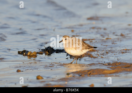 Grey Plover pluvialis squatarola in inverno del piumaggio in piedi da estuario di marea NORFOLK REGNO UNITO Dicembre Foto Stock