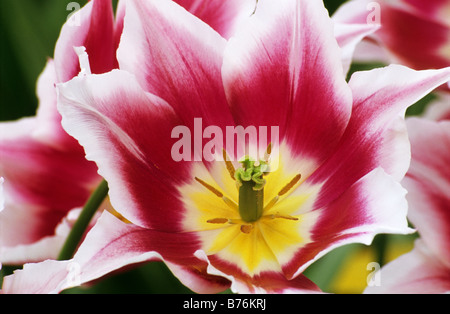 Leliebloemige Tulipa Claudia photograhed in giardini Keukenhof in Lisse Paesi Bassi Foto Stock