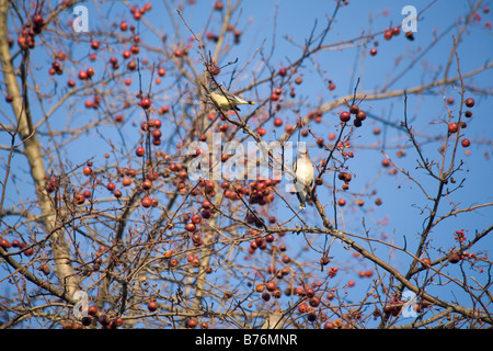 Fotografia di 2 Cedar Waxwings in un albero di mele Foto Stock