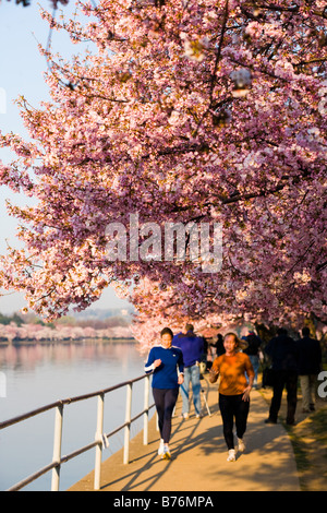 Per chi ama fare jogging lungo il bacino di marea come i fiori ciliegio raggiungere piena fioritura in Washington, DC il giovedì 30 marzo, 2006. Foto Stock
