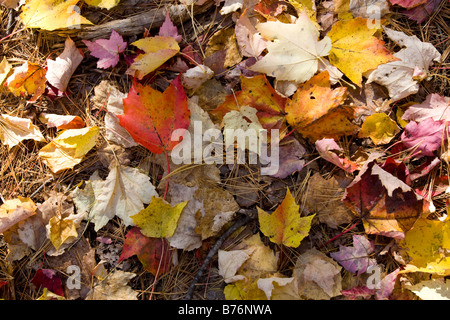 Lascia sul terreno in Nuova Inghilterra Foto Stock