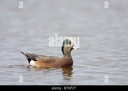 Maschio di Drake American Wigeon nuoto Anas americana Foto Stock