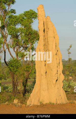 Cattedrale termiti Nasutitermes triodiae a nord di Lichfield Parco Nazionale di Territorio del Nord Australia Foto Stock