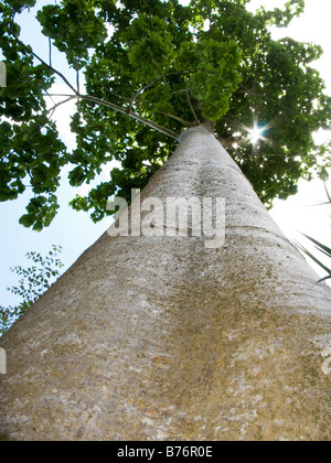 Rompendo la luce del sole attraverso foglie di molto alto di albero dritto Foto Stock