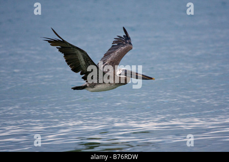 Pellicano marrone (Pelecanus occidentalis) vola vicino alla superficie dell'oceano Foto Stock