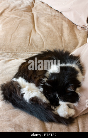 Bianco e Nero cat avvolto a ricciolo che dorme sul divano Foto Stock